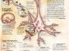 alzheimers