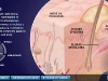 National Geographic Human Body